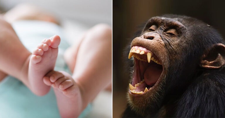 Kengerian Saat Simpanse yang Terkenal Menggunakan Alat Secara Brutal Merenggut Bayi dari Pelukan Ibunya dan Membunuhnya