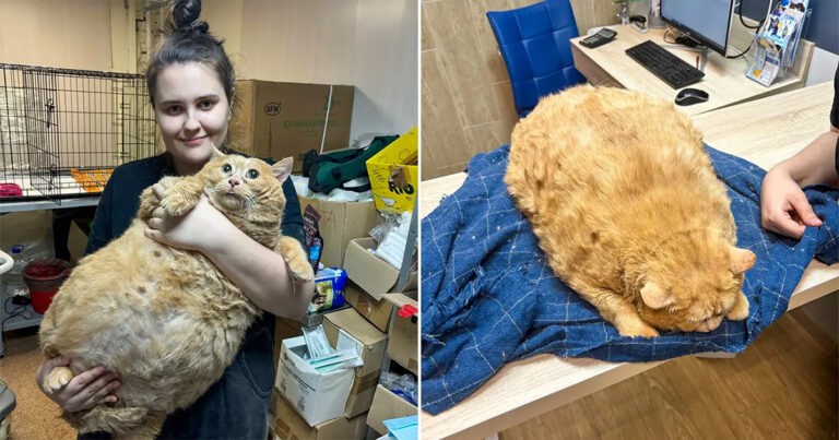 Kucing Gemuk yang Diselamatkan Memiliki Berat 17 Kg dan Tidak Bisa Berjalan