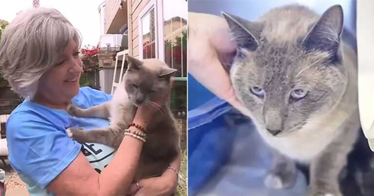 Kucing Pemberani Menempuh Jarak 1.000 Mil untuk Kembali ke Rumah Pemiliknya Setelah Hilang