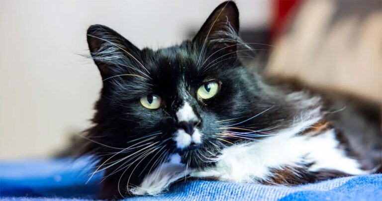 Kucing yang Tinggal di Rumah Rehabilitasi bagi Perempuan Dinobatkan Sebagai National Cat of the Year 2024