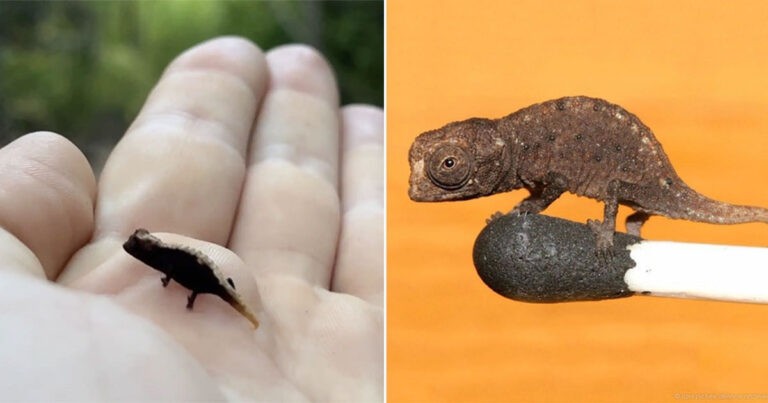 Peneliti Satwa Liar Berteman dengan Salah Satu Reptil Terkecil di Dunia