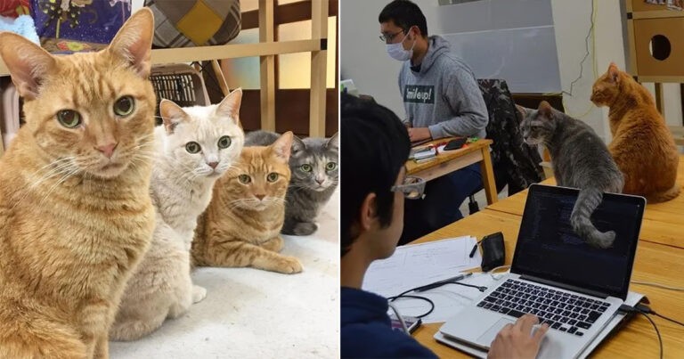 Perusahaan di Jepang Memukau Media Sosial dengan ‘Mempekerjakan’ Kucing