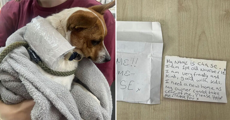 Pesepeda Berhenti untuk Menyelamatkan Anjing Liar, Lalu Melihat Catatan di Kalung Anjing
