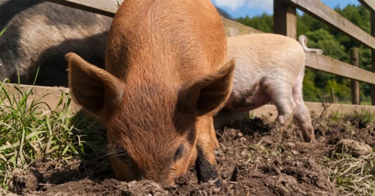 Petani di Afrika Selatan dan Dua Pekerjanya Dituduh Membunuh Wanita dan Jasadnya untuk Makanan Babi Setelah Mayat yang Membusuk Ditemukan di Kandang