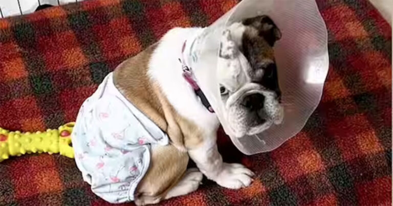 Anjing Ini Lahir Tanpa Anus, Beginilah Cara Dia Mendapatkan Anus Barunya
