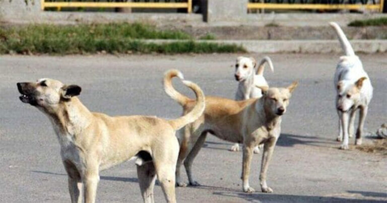 Anjing Liar Menyelamatkan Gadis Kecil dari Pemerkosaan