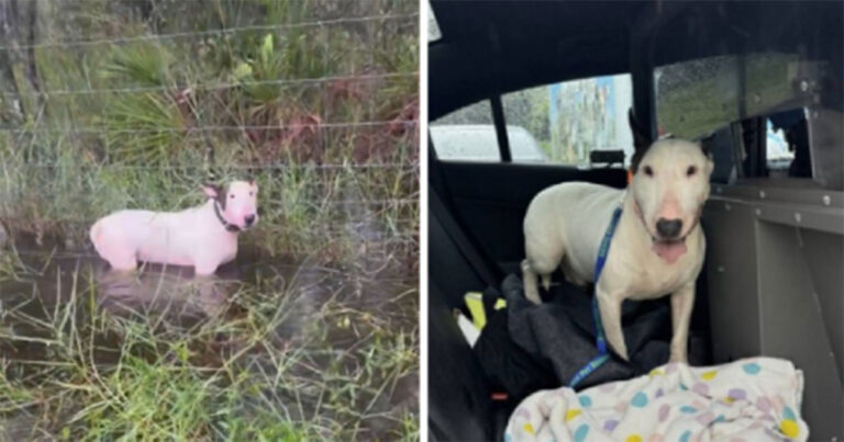 Video: Anjing yang Ditinggal Terikat di Pagar di Tengah Badai Milton Diselamatkan Polisi
