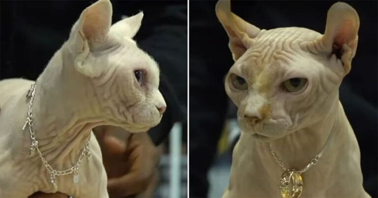 Apa Itu Kucing Bully XL? Peringatan Baru Dikeluarkan Terkait Ras Hibrida yang Kontroversial