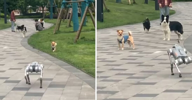 Video: Apa yang Terjadi Saat Anjing Robot Berinteraksi dengan Anjing Sungguhan