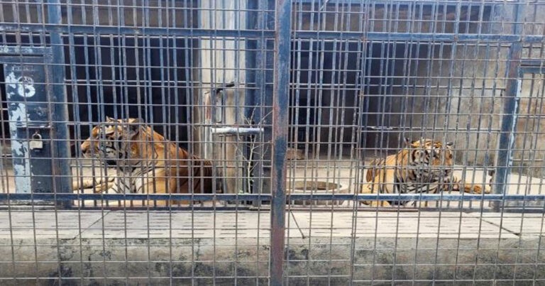 Tertular Flu Burung, 47  Harimau dan 3 Singa di Kebun Binatang Vietnam Mati  