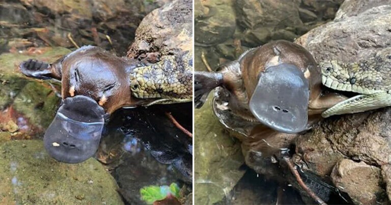Fotografer Mengabadikan Momen ‘Sangat Langka’ Saat Ular Memangsa Platipus