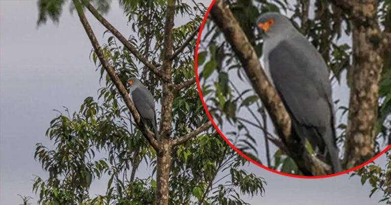 Fotografer Tak Sengaja Mengambil Gambar Pertama Spesies Langka yang Hilang