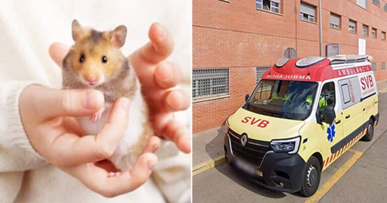 Ibu dengan Dua Anak Meninggal Mendadak Setelah Digigit Hamster Peliharaan Anaknya