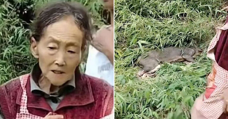 Nenek Tangguh Berusia 77 Tahun Bertarung dengan Babi Hutan dan Berhasil Membunuh Hewan Tersebut Setelah Menyerangnya