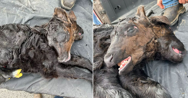 Sapi Mutan Berkepala Dua Lahir dengan Peluang Satu Berbanding 400 Juta