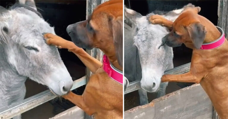 Video: Tonton Momen Mengharukan Antara Anjing dan Keledai Ini
