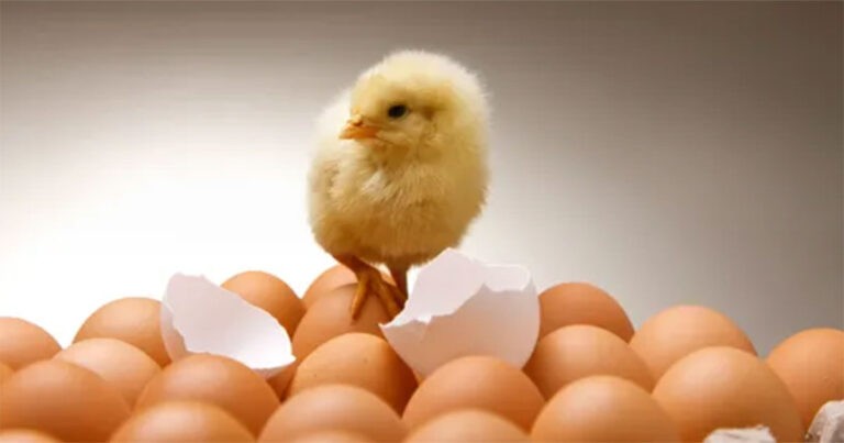 Akhirnya Kita Tahu Mana yang Lebih Dulu Ada – Ayam Atau Telur
