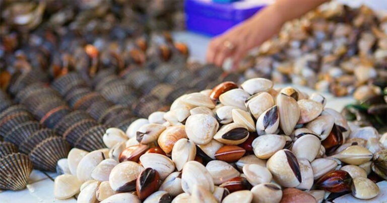Alga yang Dapat Menyebabkan Hilang Ingatan Ditemukan di Makanan Laut