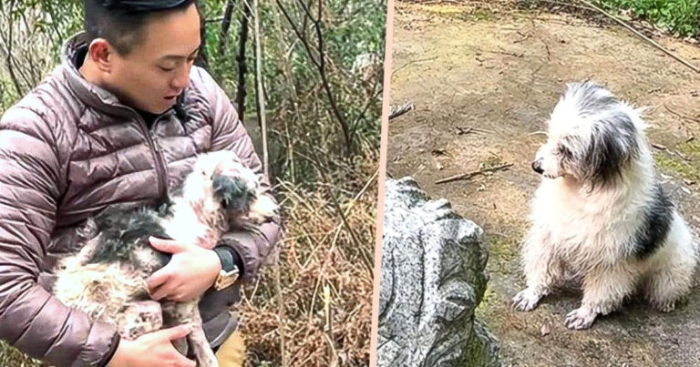 Anjing Sakit di Tiongkok Habiskan 2 Tahun di Samping Makam Pemiliknya, Diselamatkan oleh Seorang Pria, Menjadi ‘Bayi Setia’