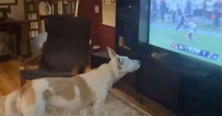 Video Lucu: Anjing Tuli Berpikir Wasit Memberi Tanda Menyuruhnya Pergi dari TV