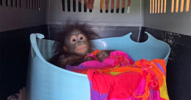 Bayi Orangutan Naik Kelas Utama untuk Bergabung dengan Anak-anak Monyet Lain di Suaka Dorset, Inggris