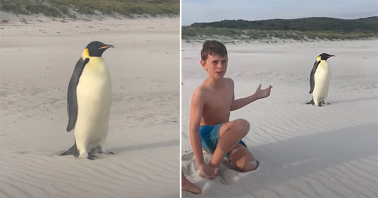 Video: Keluarga Tercengang Saat Penguin Kaisar dari Antartika Berjalan Terhuyung-huyung di Pantai Australia