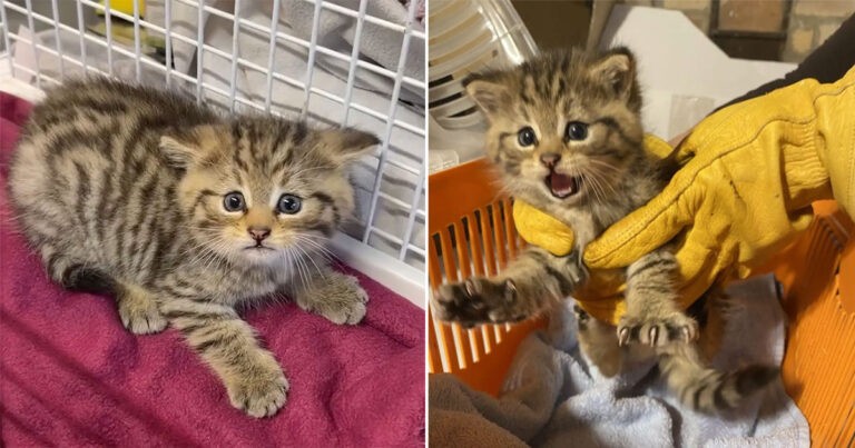 Penampungan Hewan Mendapat Kejutan yang Tidak Mengenakkan Setelah Anak Kucing yang Tampak Lucu Ternyata adalah Kucing Liar yang Agresif