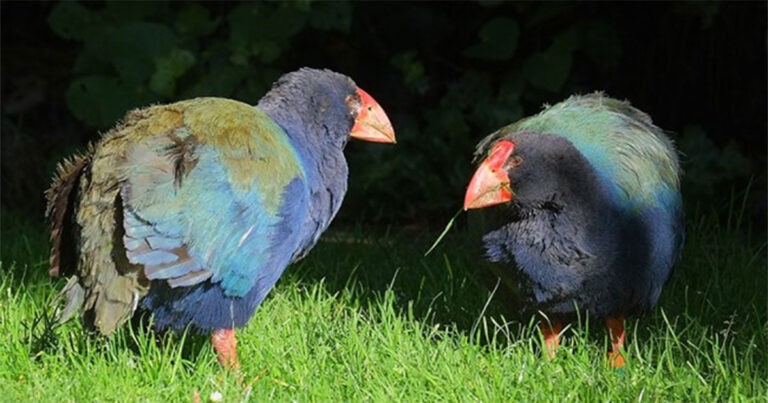 Pernah Dianggap Punah, Burung Prasejarah Ini Kembali Berkembang Biak di Alam Liar