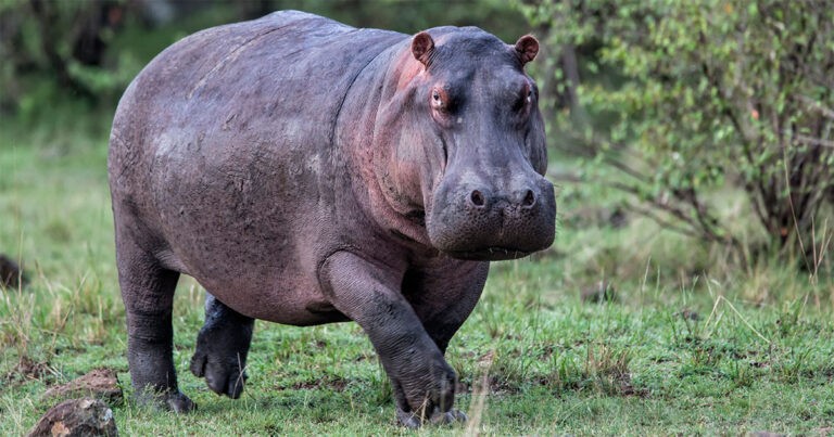 Seekor Anak Kuda Nil Diserang Anjing Liar, Diselamatkan oleh Gajah