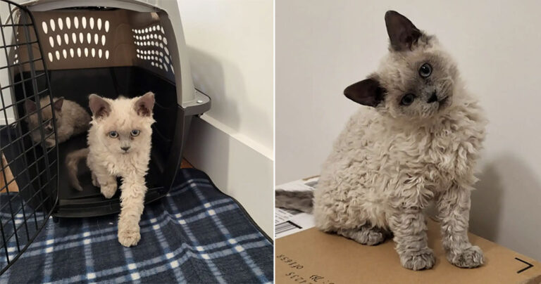 “Luar Biasa”, Anak Kucing Keriting yang Dapat Diadopsi Mencetak Rekor Baru di Penampungan Hewan