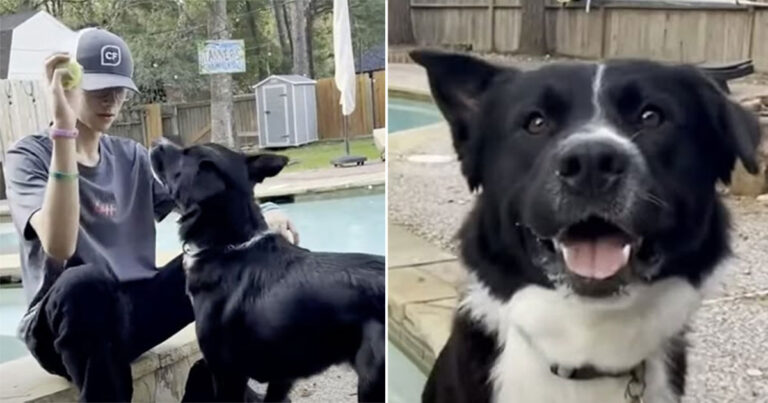 Anjing Membangunkan Pasangan yang Sedang Tidur untuk Memberi Tahu Mereka Bahwa Putranya Mengalami Stroke