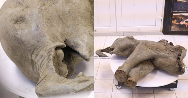 Bayi Mamut yang Terawetkan dengan Sangat Baik Ditemukan di Permafrost Siberia