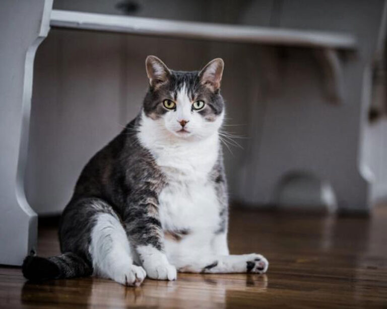Kucing Kegemukan Berisiko Mengidap Penyakit Serius