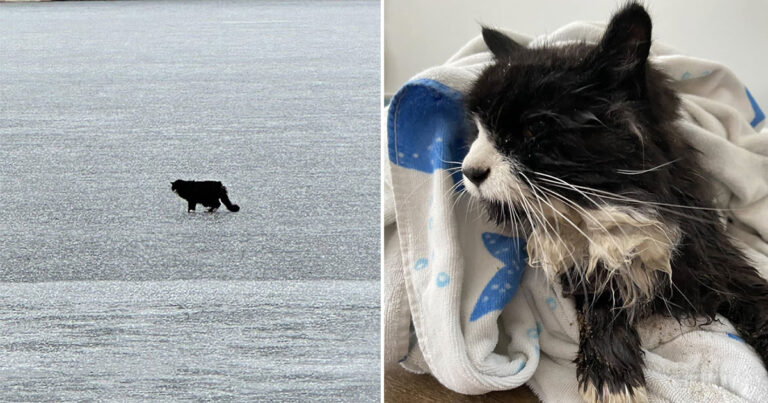 Penyelamatan Heroik: Kucing Buta Berusia 20 Tahun Diselamatkan dari Danau Beku Tepat Waktu