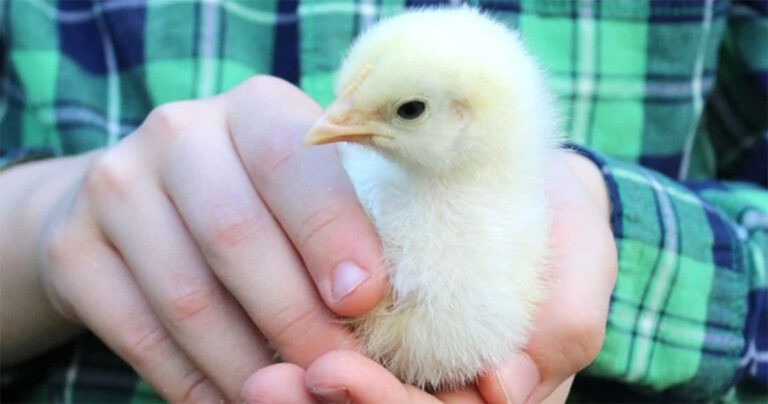 Seorang Pria di India Meninggal Setelah Menelan Anak Ayam Hidup dalam Dugaan Ritual Gaib