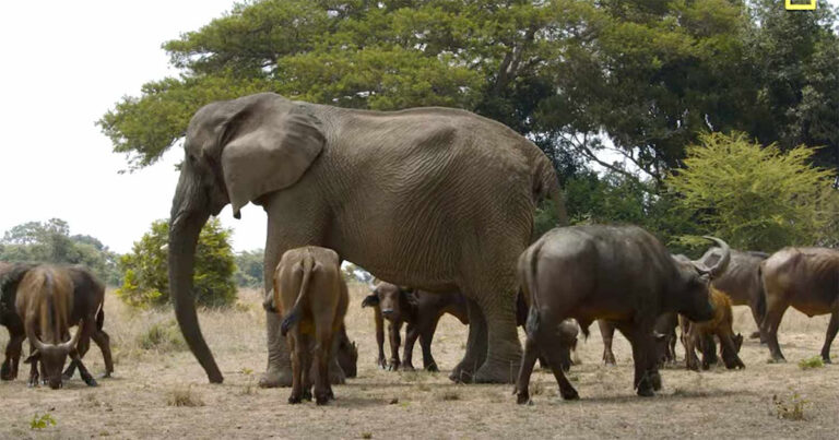 Temui Gajah yang Menjadi Pemimpin Kawanan Kerbau