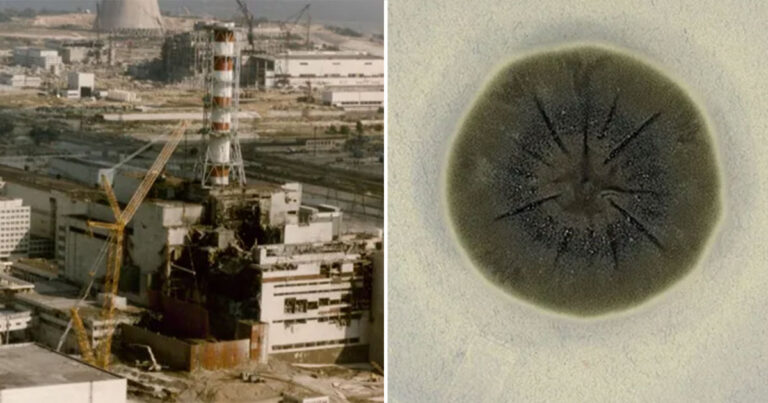 Bagaimana Jamur di Zona Eksklusi Chernobyl Dapat Menyerap Radiasi Mematikan