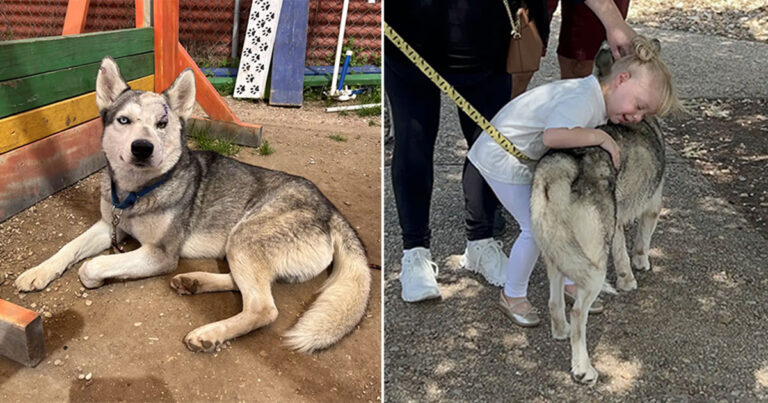 Anjing Husky yang Tidak Diinginkan Kehilangan Harapan, Hingga Dia Bertemu Manusia Mungil Ini