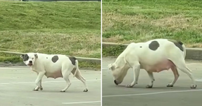 Anjing Liar yang Hamil Besar Berkeliaran di Tempat Parkir Mencari Bantuan