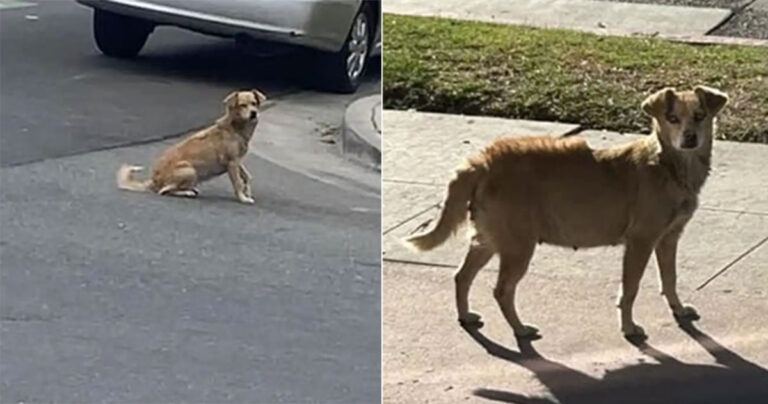 Anjing Liar yang Ketakutan Berkeliaran di Jalanan Selama Berbulan-bulan, Menyembunyikan Rahasia yang Menggemaskan