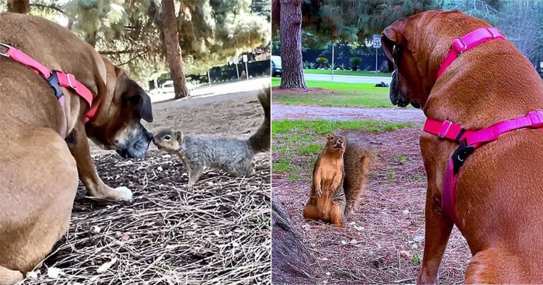 Anjing Pemurung yang Tak Punya Teman, Hingga Bertemu Tupai di Taman**
