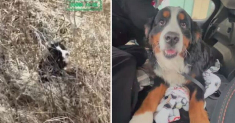 Drone Termal Bantu Selamatkan Anjing Terluka yang Hilang Selama Seminggu