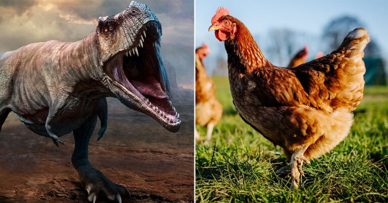 Ilmuwan Menemukan Kerabat Terdekat T-Rex yang Masih Hidup Mungkin adalah Ayam