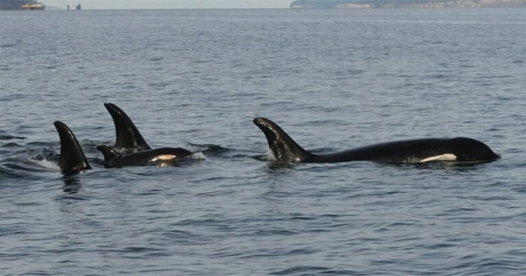 Induk Paus Orca yang Berduka, Tahlequah, Kembali Membawa Bayinya yang Telah Mati