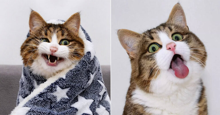 Kenalkan Rexie – Kucing ‘Emoji Hidup’ yang Menginspirasi Jutaan Orang