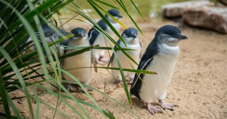 Mengapa Penguin “Bercerai” pada Tingkat yang Mengkhawatirkan?