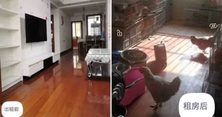 Pemilik Terkejut Saat Apartemen yang Disewakan Berubah Jadi Kandang Ayam