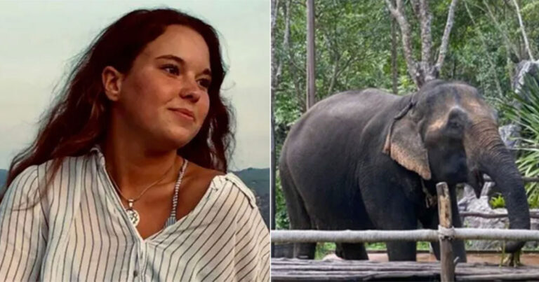 Turis dari Spanyol Tewas Setelah Diserang Saat Memandikan Gajah di Suaka Margasatwa di Thailand