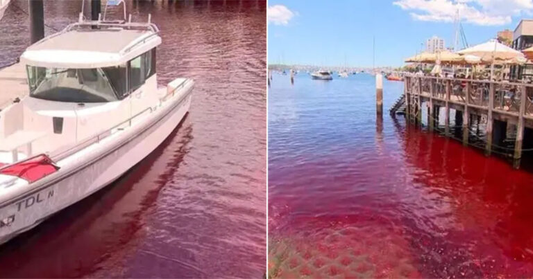 Warga Setempat di Dekat Pelabuhan Sydney Terkejut Saat Air Secara Misterius Berubah Menjadi Merah