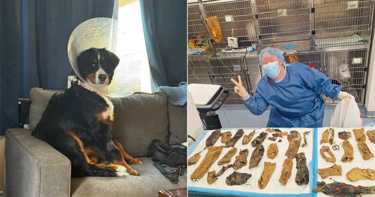 Anak Anjing yang Menggemaskan Menelan 24 Kaus Kaki dan 43 Benda Lainnya, yang Memicu Operasi Penyelamatan Nyawa